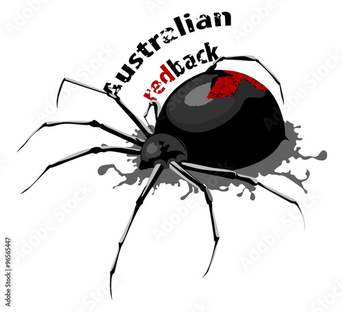 Australian redback spider vector on a white background