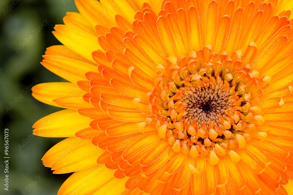 Yellow Gerbera bloom in garden with blur background Yellow Gerbera bloom in garden with blur background