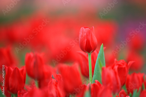 Red tulip in garden with blur background