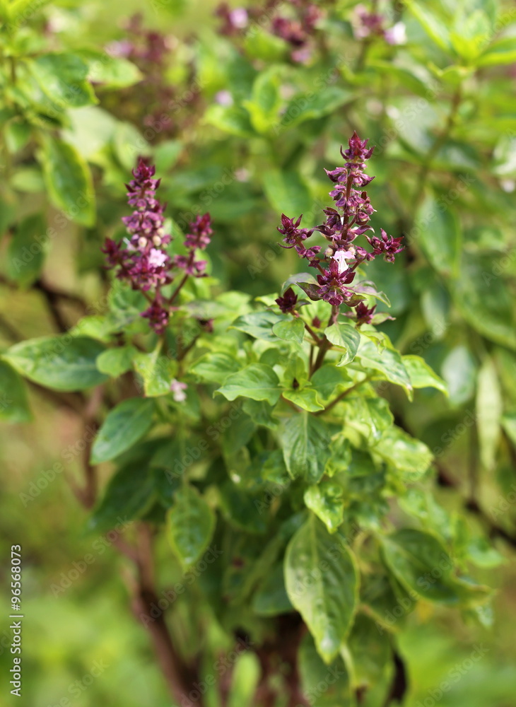 Sweet basil plants Sweet basil plants