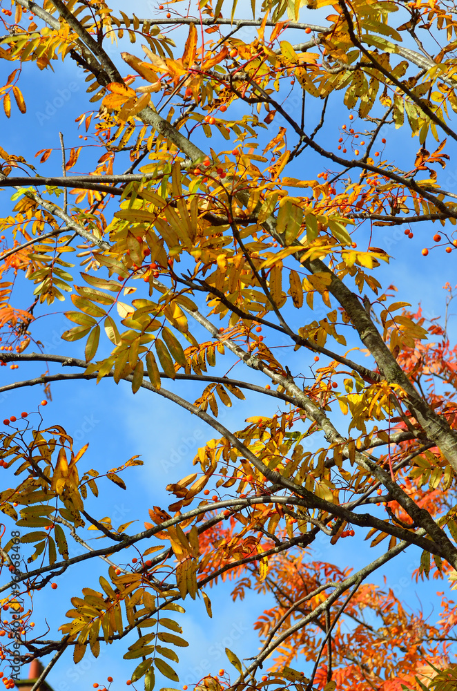 Fototapeta premium Autumn foliage..Autumn foliage..