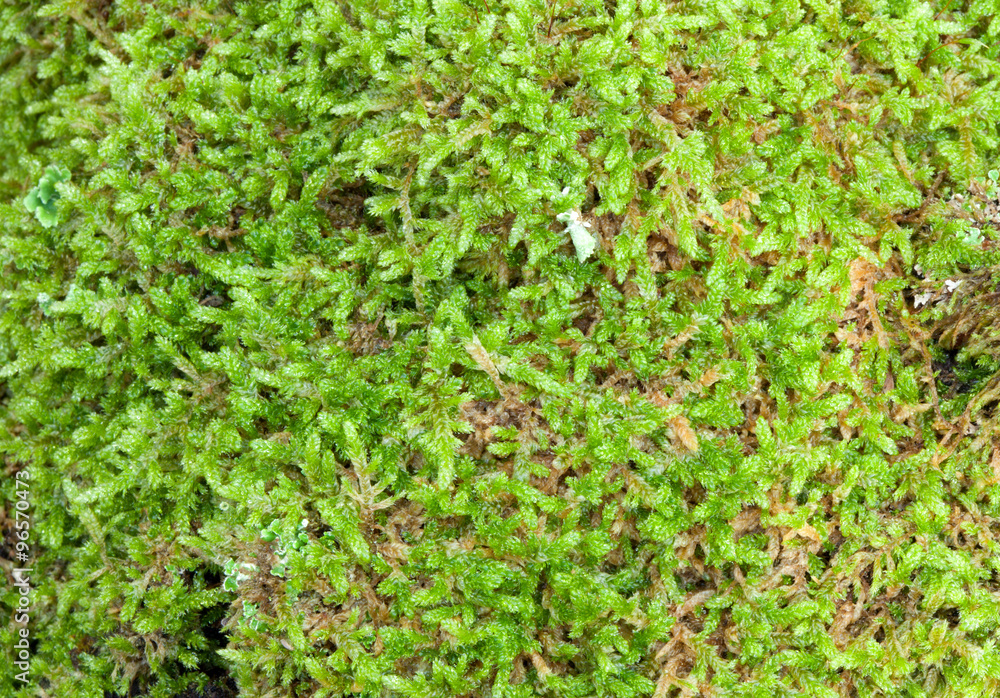 Close up moss Texture