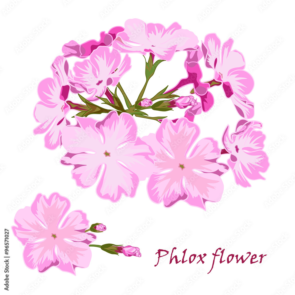 Naklejka premium Set of flowers pink phlox in realistic hand-drawn style.