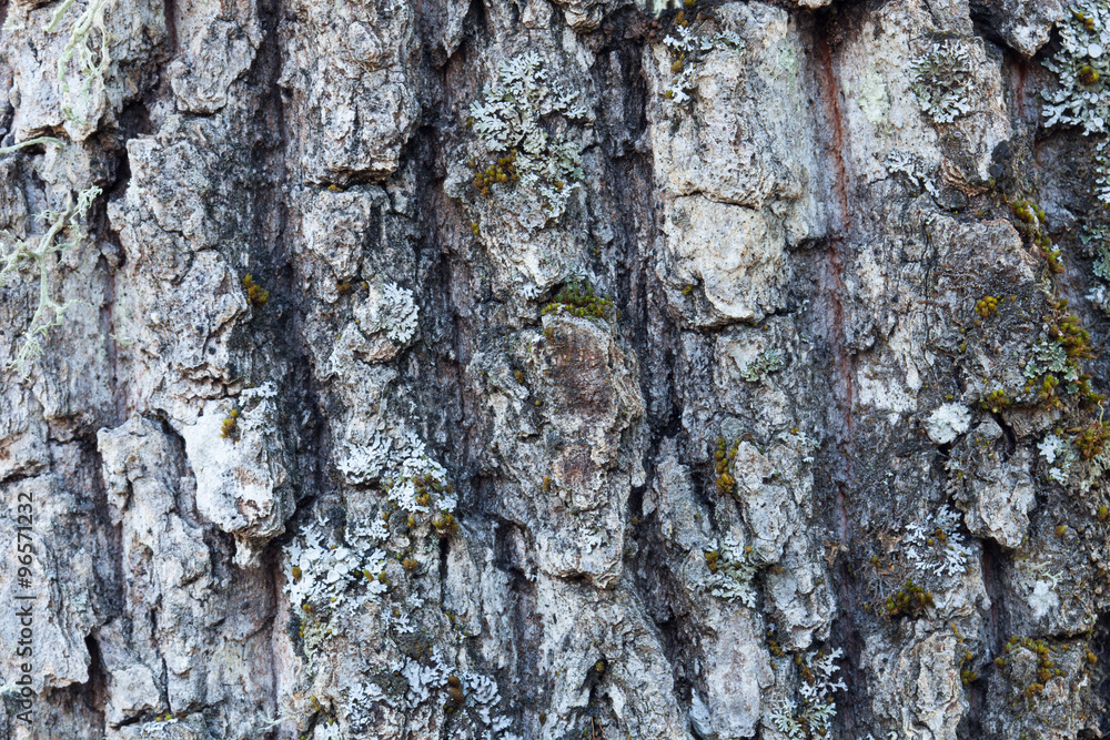 Fototapeta premium Tree trunk with moss close