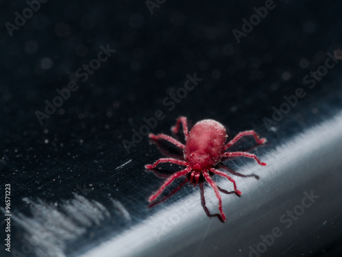 Tiny Red Velvet Mite on Black Surface