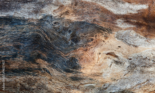 Close up of a dead tree