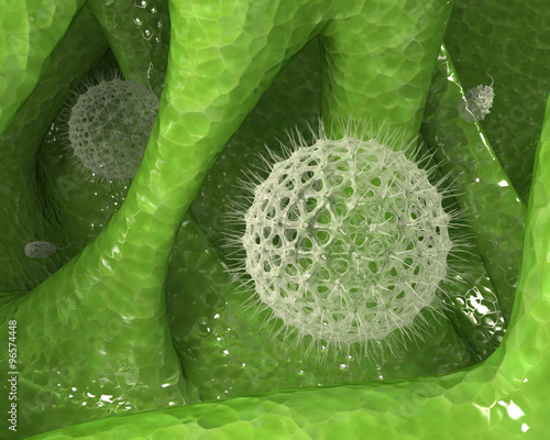 Fotografie Colony of unicellular organisms