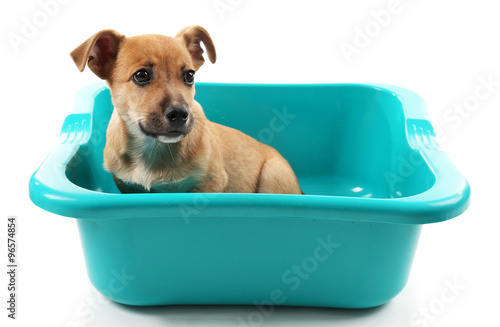 Puppy in bath isolated on white © Africa Studio