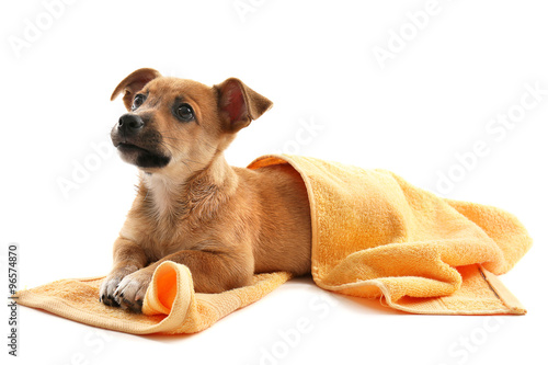 Fototapeta Naklejka Na Ścianę i Meble -  Puppy with towel isolated on white