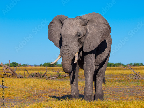 Big african elephant