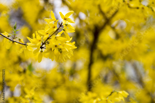 Flowers.