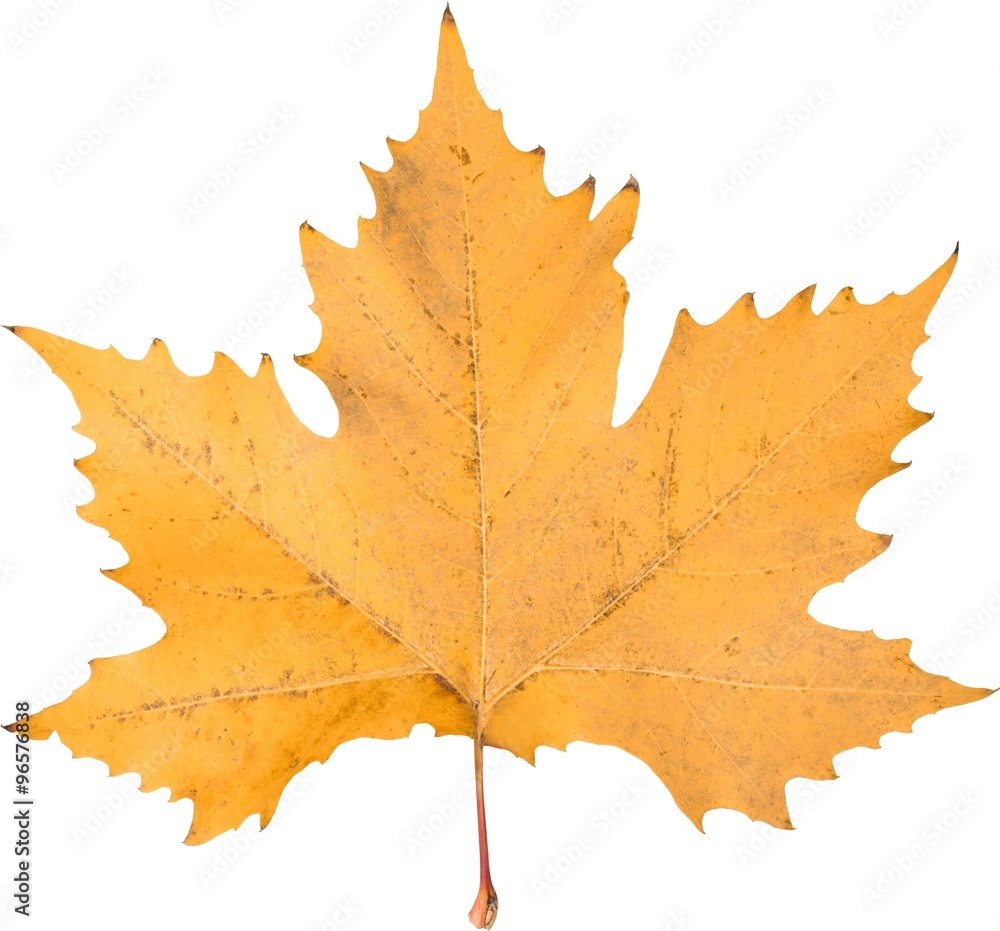 Obraz premium Leaf.