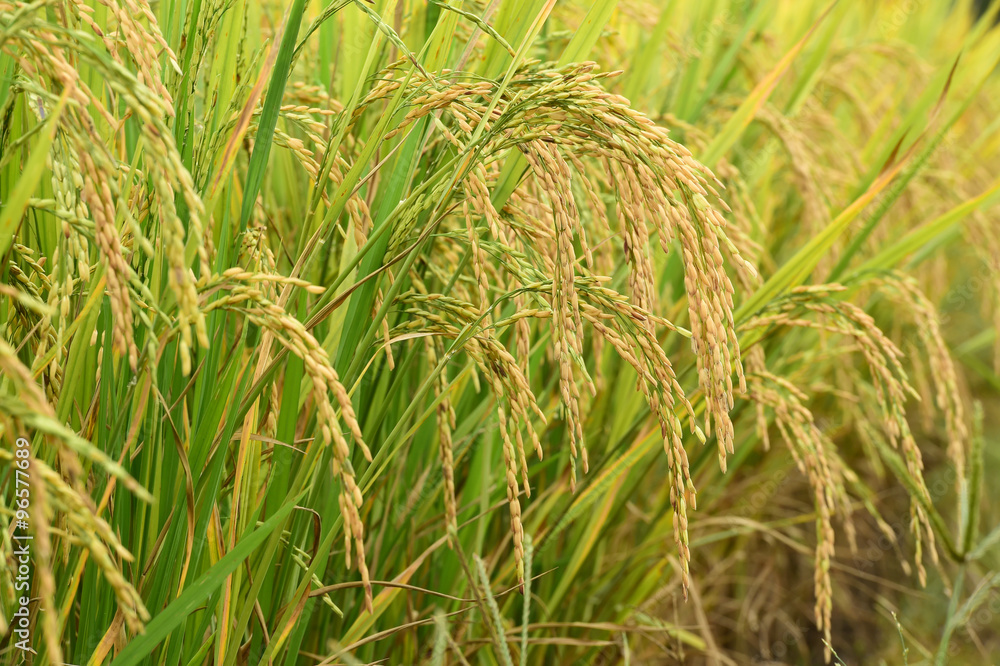close up of ripening rice in a paddy field close up of ripening rice in a paddy field