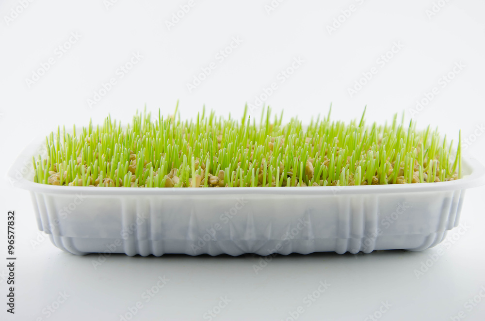 Naklejka premium Wheat sprouts