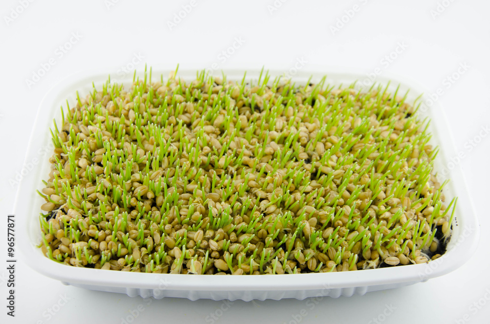 Wheat sprouts