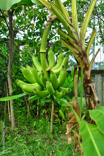 Banana on the tree