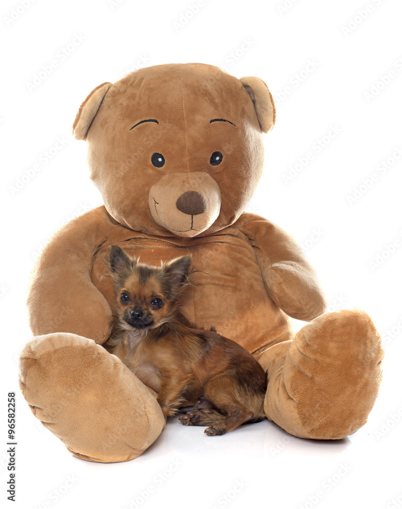 puppy chihuahua and teddy bear puppy chihuahua and teddy bear