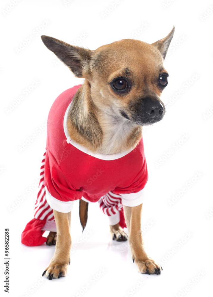 Obraz premium dressed chihuahua in studio