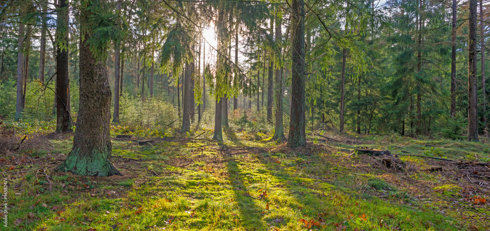 Fototapeta premium Pine forest in sunlight in autumn 