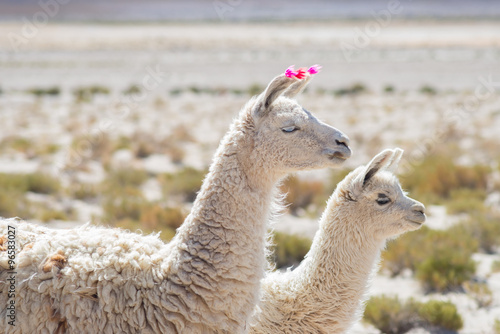 Two llamas on the Andean highland in Bolivia