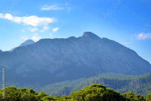 green trees on mountain background