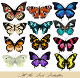 Set of realistic vector butterflies for design