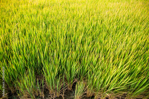 Green rice paddy in Thailand