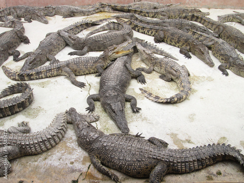 A crocodiles in a farm, Thailand