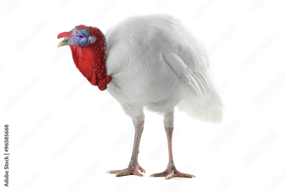 Fototapeta premium Turkey