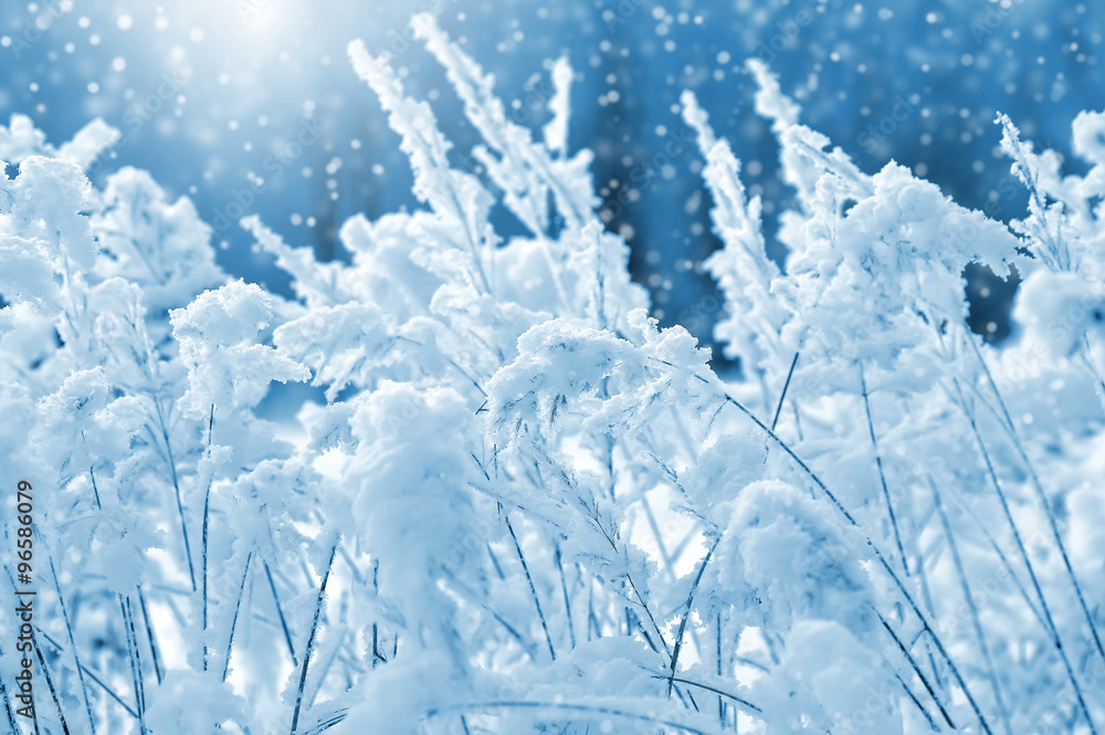 Fototapeta premium Winter landscape with reed covered in snow