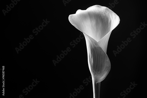 Fotomurale Close up calla lily