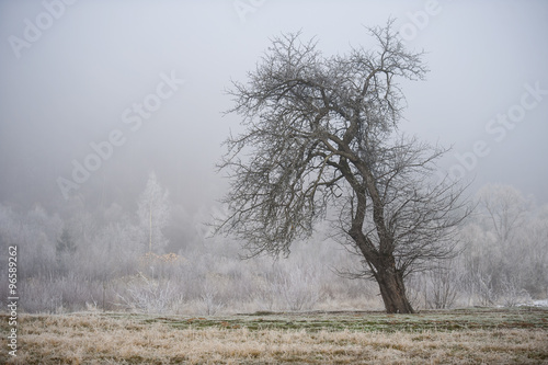 Winter landscape with a tree in frost