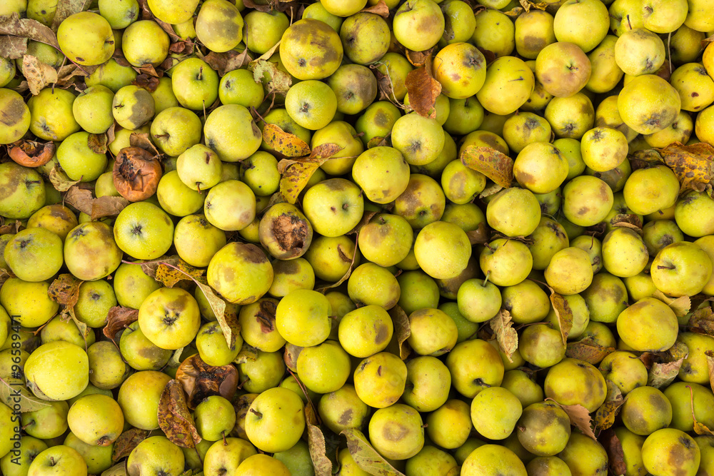 Lots of green apples in an autumnal setting Lots of green apples in an autumnal setting