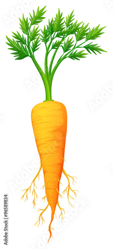 Fresh carrot with leaves and root