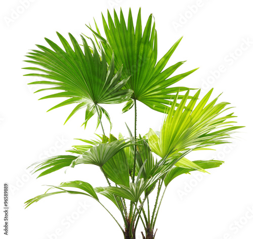 Palm tree (Livistona Rotundifolia), isolated on white