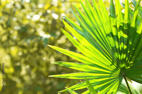Palm  leaf  Livistona Rotundifolia palm   on nature background