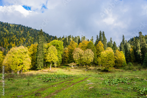Fototapeta Naklejka Na Ścianę i Meble -  Autumn landscape in the mountains of Abkhazia.