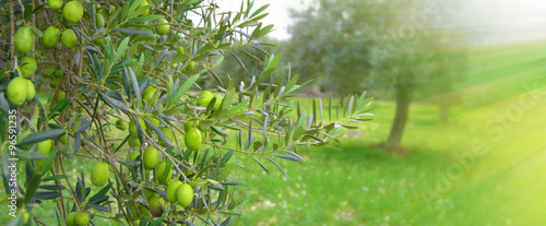 Template con branche con olive 