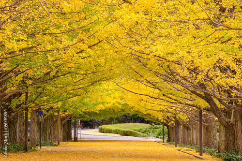 Tokyo, Japan Autumn Park. #96591894