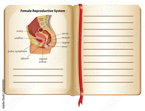 Book of female reproductive system