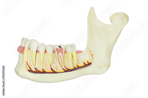 Model human jawbone with teeth isolated on white background