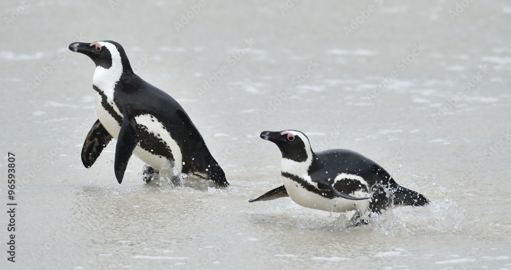 Obraz premium African penguins. African penguins (spheniscus demersus), also known as the jackass penguin and black-footed penguin is a species of penguin Boulders colony in Cape Town,South Africa