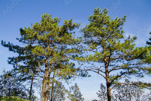 Pine trees with blue sky