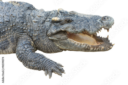 Crocodile Opening Mouth Isolated on White Background © pusanaf