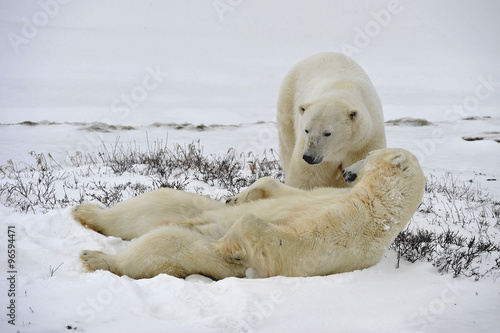 The adult male polar bears (Ursus maritimus)