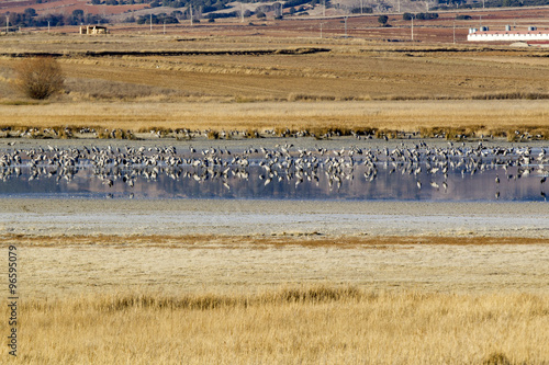 Flocks of cranes in the lagoon of Gallocanta in Teruel, Spain.