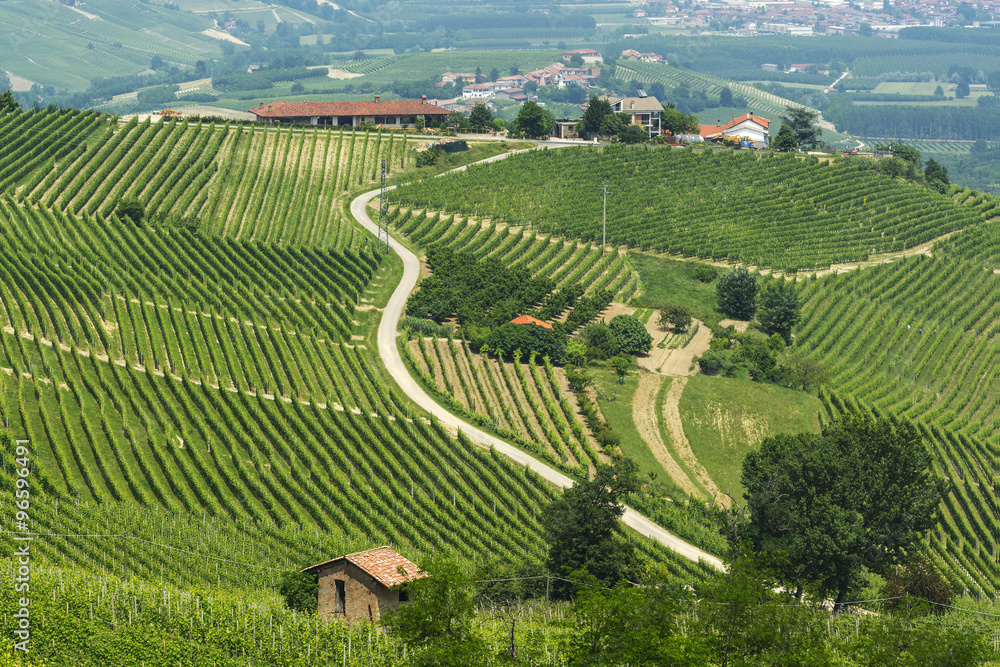 Landscape in Langhe (Piedmont)