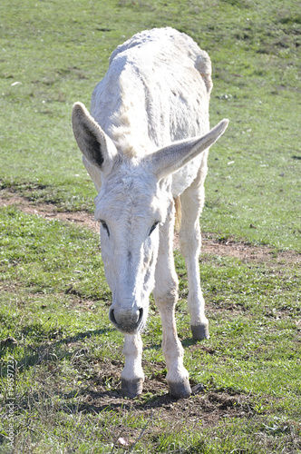 White donkey grazing in a meadow