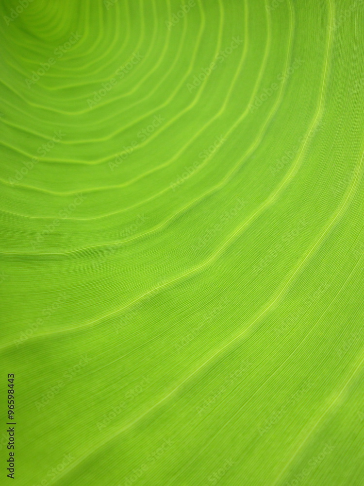 Closeup abstract banana leaf pattern background Closeup abstract banana leaf pattern background
