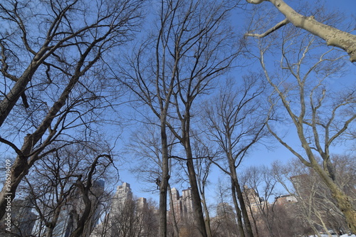 Central Park NY Winter Trees